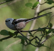 Long-tailed Tit