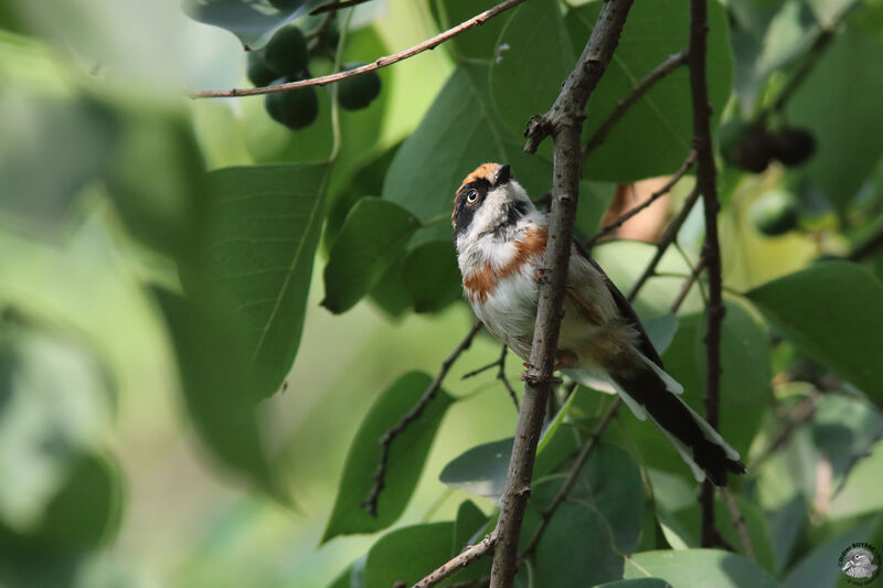 Black-throated Bushtit, identification