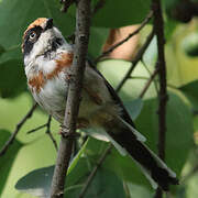 Black-throated Bushtit