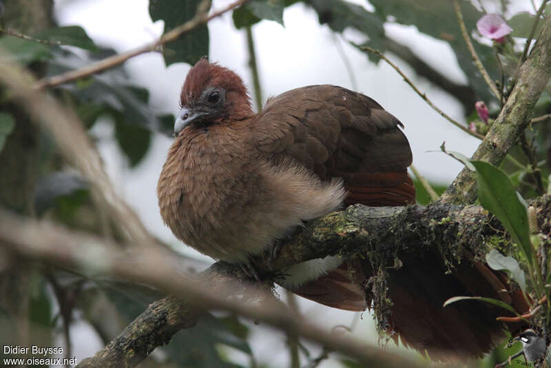 Ortalide à tête rousse, composition