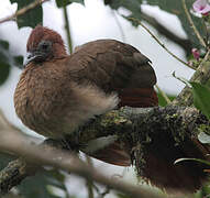 Rufous-headed Chachalaca