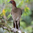 Ortalide à tête rousse