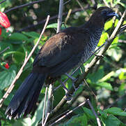 Scaled Chachalaca