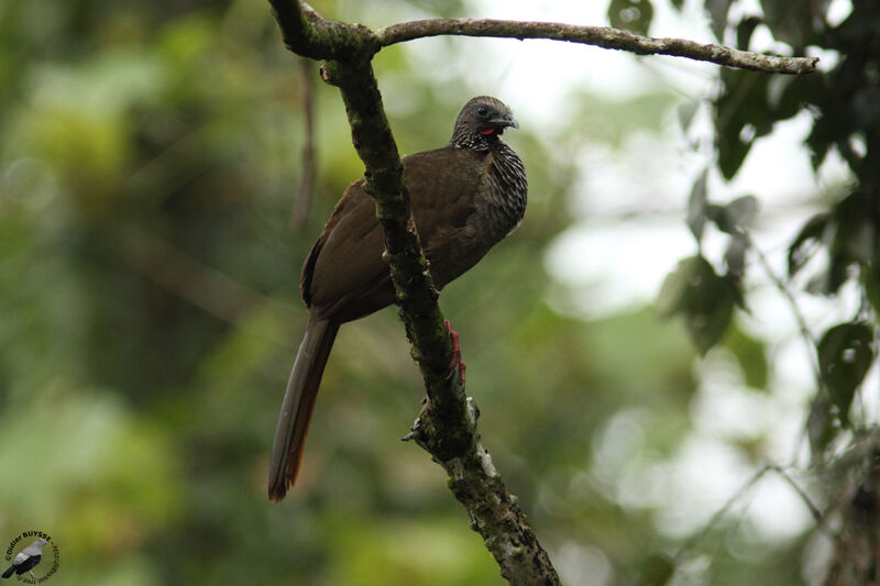 Speckled Chachalacaadult, identification