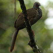 Speckled Chachalaca