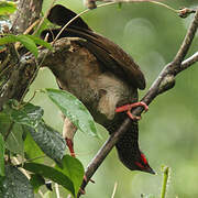 Speckled Chachalaca