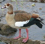 Egyptian Goose