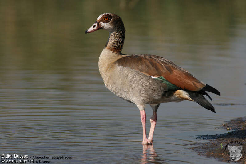 Egyptian Gooseadult, identification