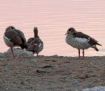 Egyptian Goose