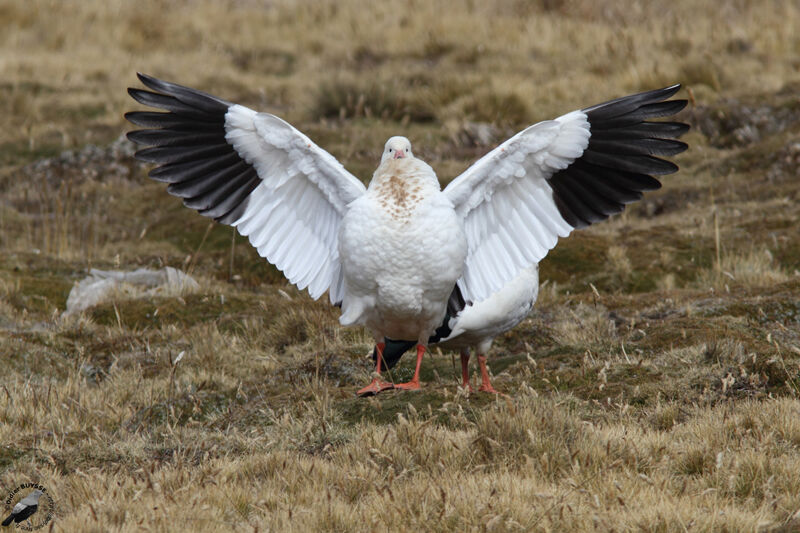 Ouette des Andes adulte, identification, Comportement