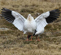 Andean Goose