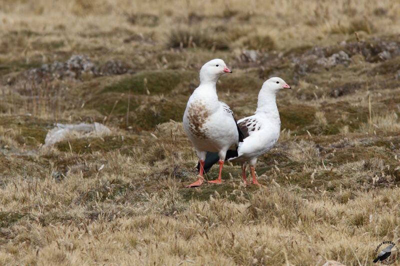 Ouette des Andes adulte, identification