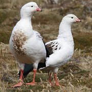 Andean Goose