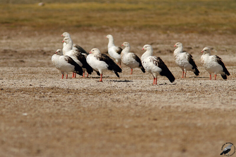 Andean Gooseadult, identification