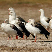 Andean Goose