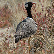 Northern Black Korhaan