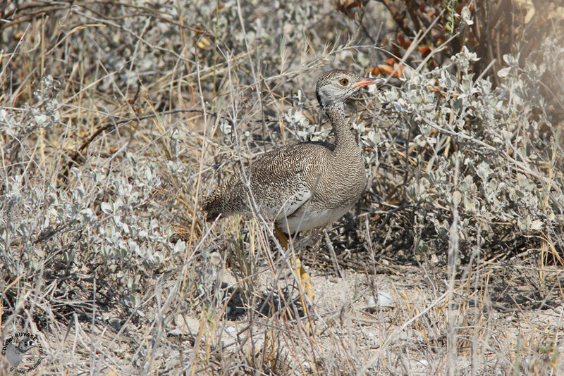 Northern Black Korhaan female adult, identification