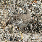 Northern Black Korhaan