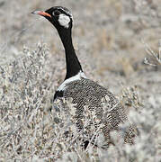 Northern Black Korhaan