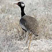 Northern Black Korhaan