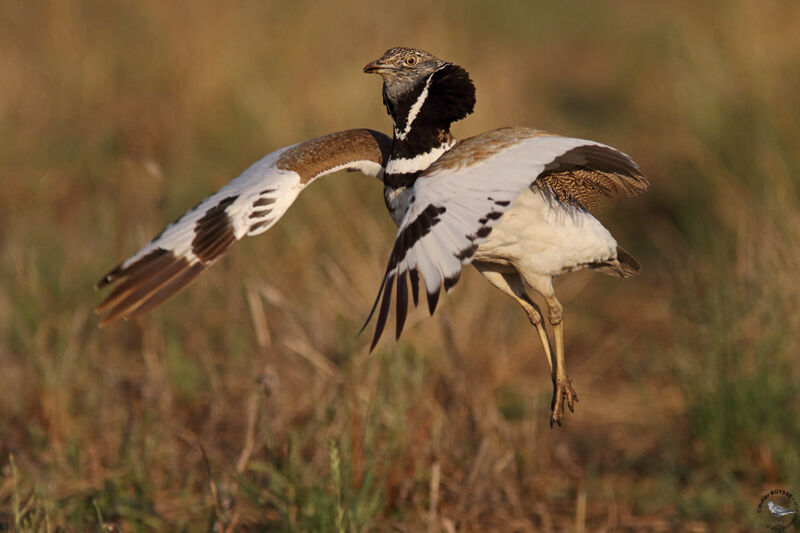 Little Bustard male adult breeding, identification, courting display