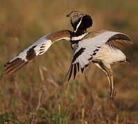 Little Bustard