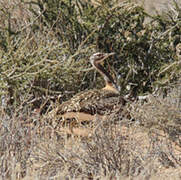 Ludwig's Bustard