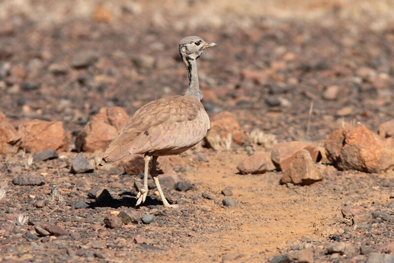 Rüppell's Korhaan male adult, identification