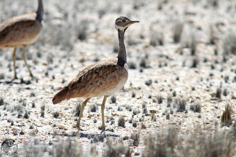 Rüppell's Korhaan male adult, identification