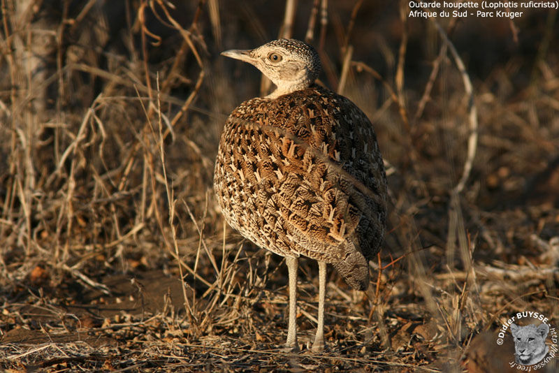 Red-crested Korhaan female adult