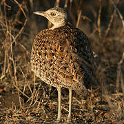 Red-crested Korhaan