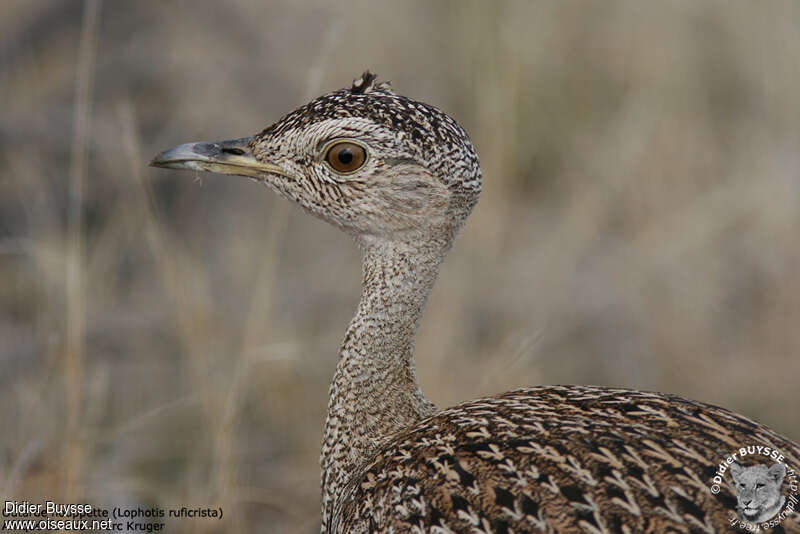 Red-crested Korhaan female adult, close-up portrait