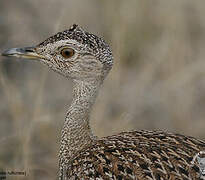 Red-crested Korhaan