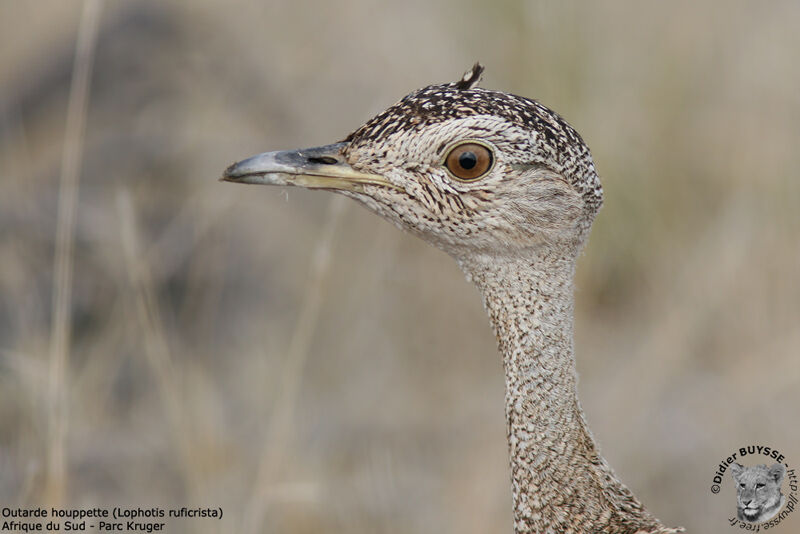 Red-crested Korhaan female adult