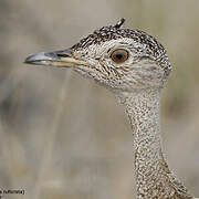 Red-crested Korhaan