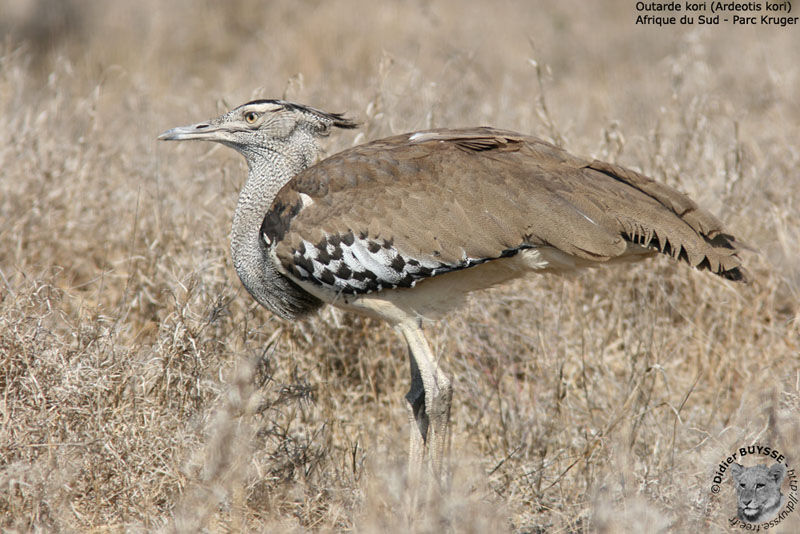 Kori Bustard