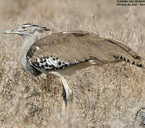 Kori Bustard