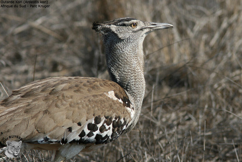 Kori Bustard