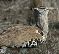 Kori Bustard