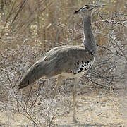 Kori Bustard