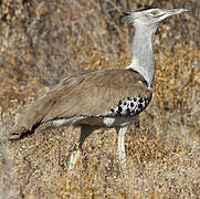 Kori Bustard