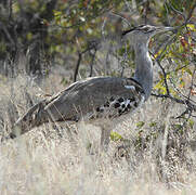 Kori Bustard