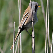 Bearded Reedling