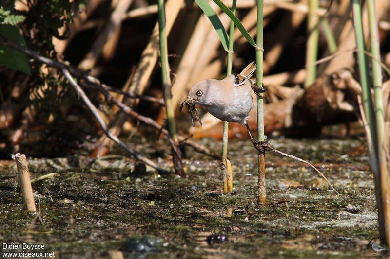 Bearded Reedling female adult, feeding habits, fishing/hunting, Reproduction-nesting