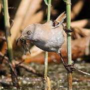 Bearded Reedling