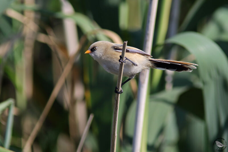 Bearded Reedling male immature, identification