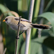 Bearded Reedling