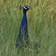 Indian Peafowl