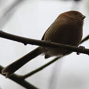 Vinous-throated Parrotbill