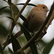 Vinous-throated Parrotbill